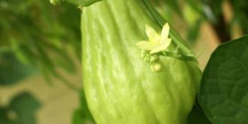 Tidak Hanya Baik untuk Pencernaan, Ini Manfaat Lain Labu Siam untuk Kesehatan, Jarang Diketahui