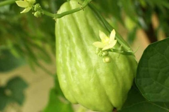 Tidak Hanya Baik untuk Pencernaan, Ini Manfaat Lain Labu Siam untuk Kesehatan, Jarang Diketahui