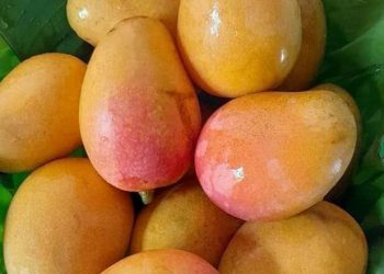 Ini Fakta Menarik Buah Mangga yang Jarang Diketahui, Ternyata Punya Banyak Keunikan