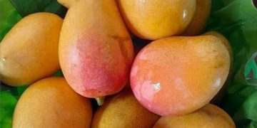 Ini Fakta Menarik Buah Mangga yang Jarang Diketahui, Ternyata Punya Banyak Keunikan