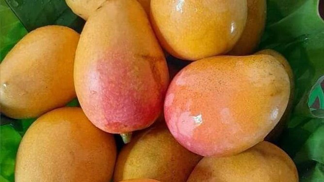Ini Fakta Menarik Buah Mangga yang Jarang Diketahui, Ternyata Punya Banyak Keunikan