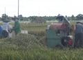 Pusat Setujui Cetak 1.600 Hektare Sawah Baru di Bengkulu, Lebong Dapat Jatah Terbesar