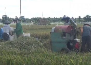 Pusat Setujui Cetak 1.600 Hektare Sawah Baru di Bengkulu, Lebong Dapat Jatah Terbesar