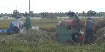 Pusat Setujui Cetak 1.600 Hektare Sawah Baru di Bengkulu, Lebong Dapat Jatah Terbesar