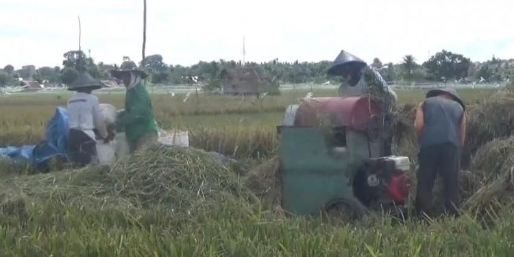 Pusat Setujui Cetak 1.600 Hektare Sawah Baru di Bengkulu, Lebong Dapat Jatah Terbesar