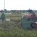 Pusat Setujui Cetak 1.600 Hektare Sawah Baru di Bengkulu, Lebong Dapat Jatah Terbesar
